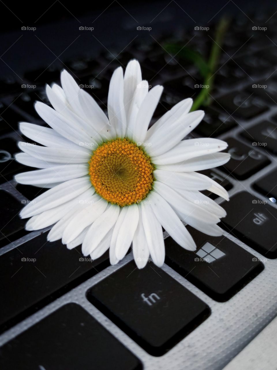 chamomile on a computer keyboard
