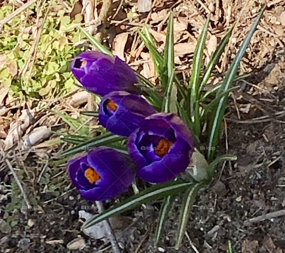 Purple crocuses