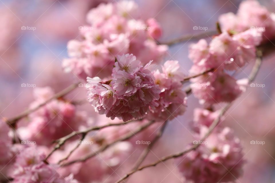 Cherry tree blooming 