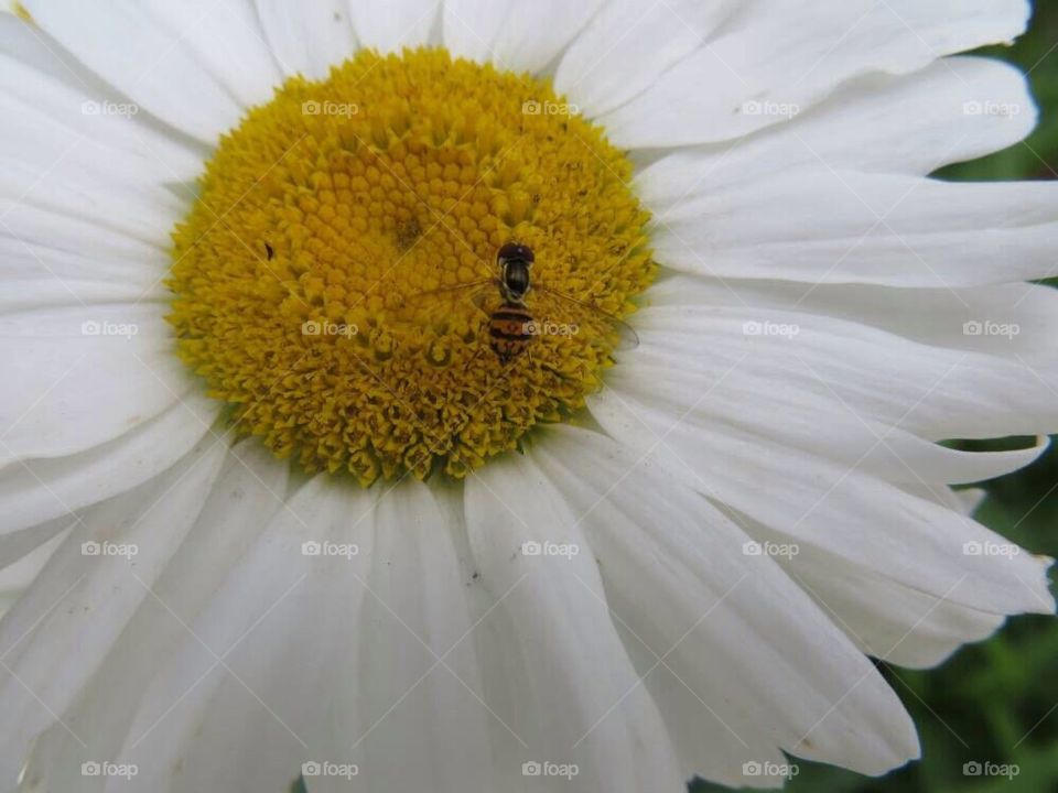 Bug on a daisy