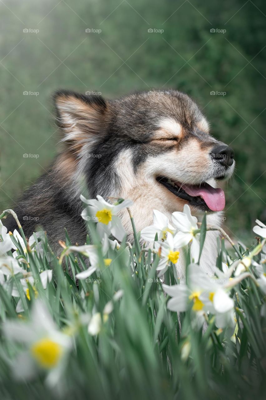 Portrait of a young Finnish Lapphund dog outdoors 