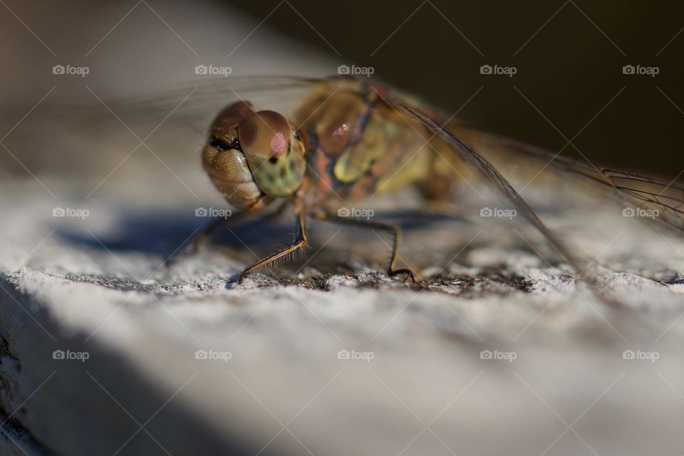 Close-Up dragonfly