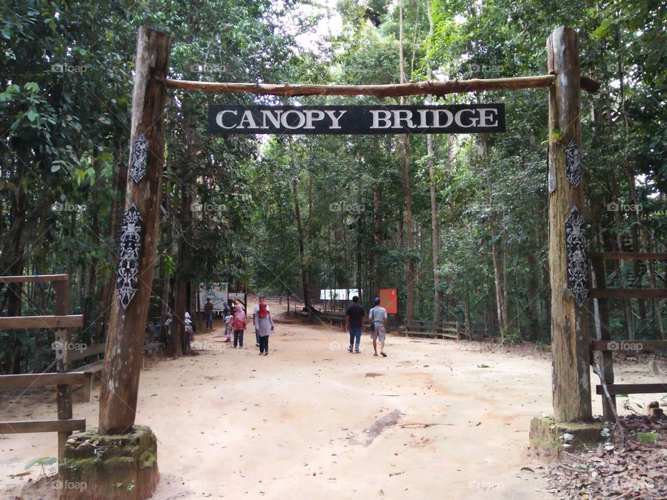 Canopy Bridge