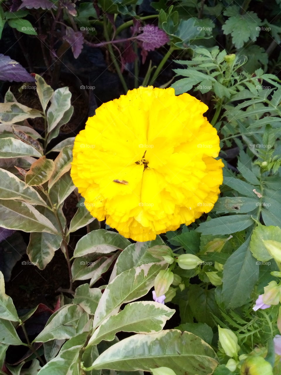 a beautiful  yellow  flower