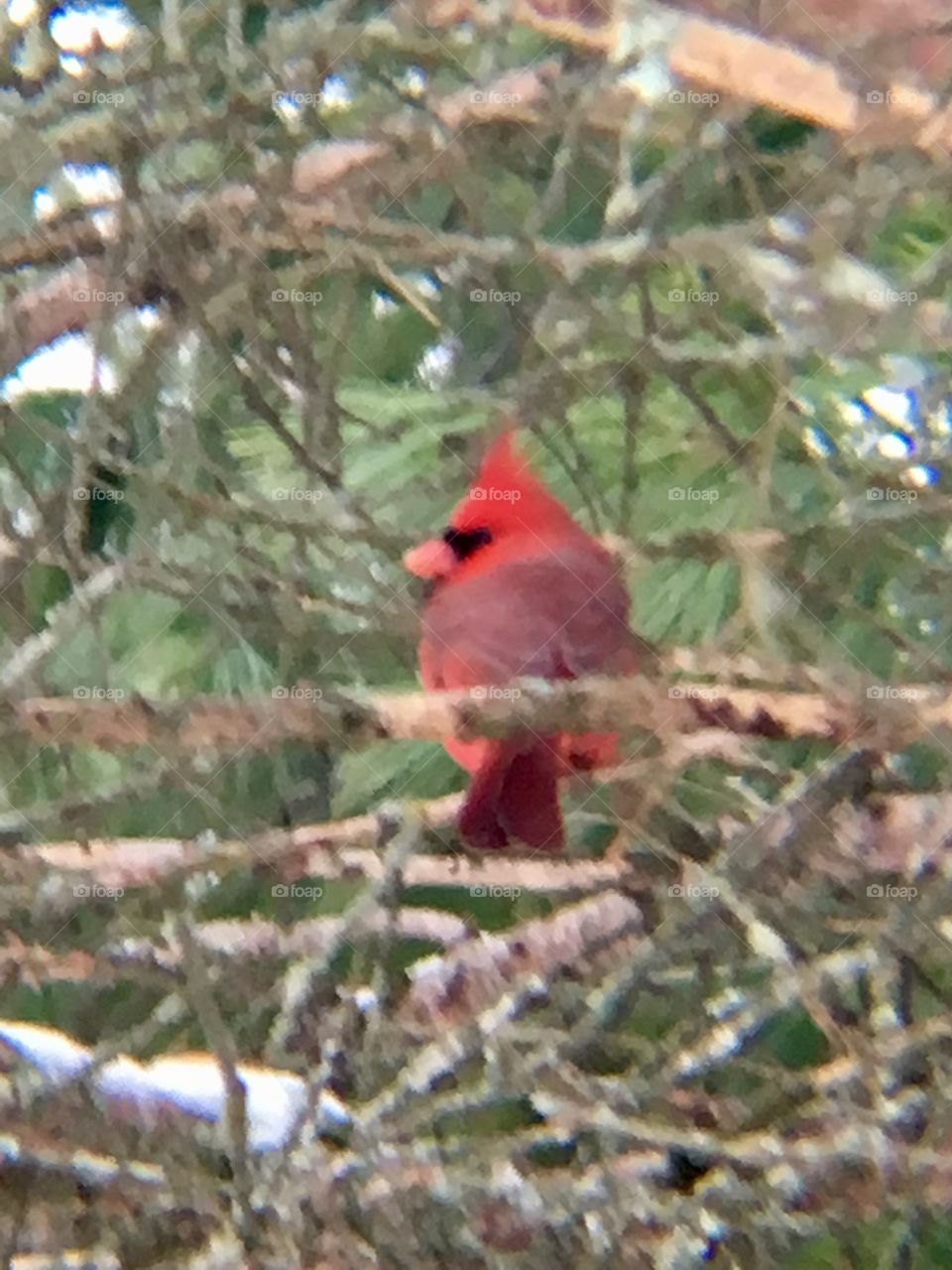 Cardinal