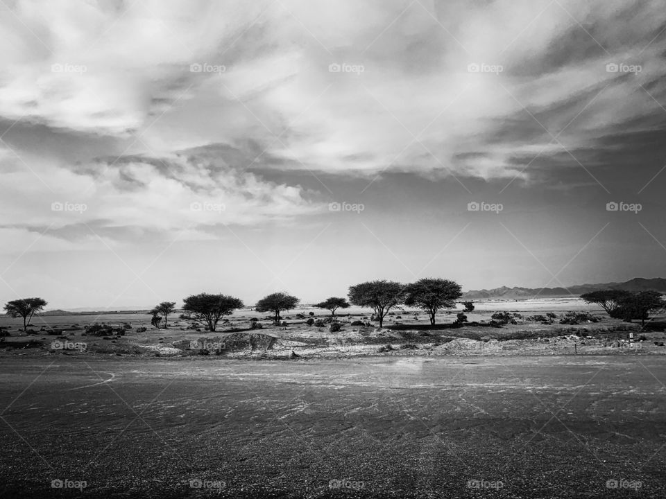 Landscape view in black and white with trees in the desert and clouds in the sky 