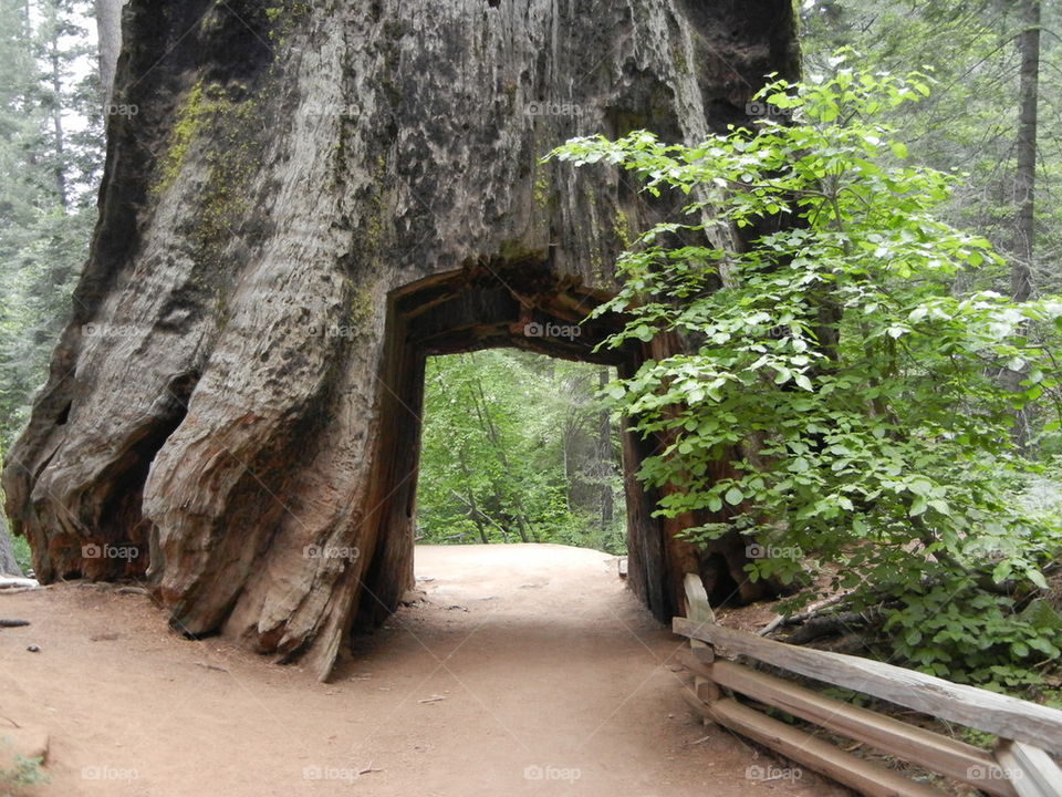 path through the trunk