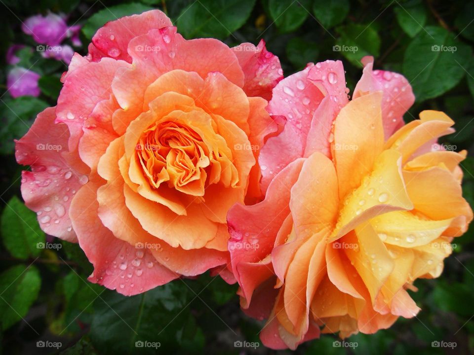 Beautiful multicoloured roses