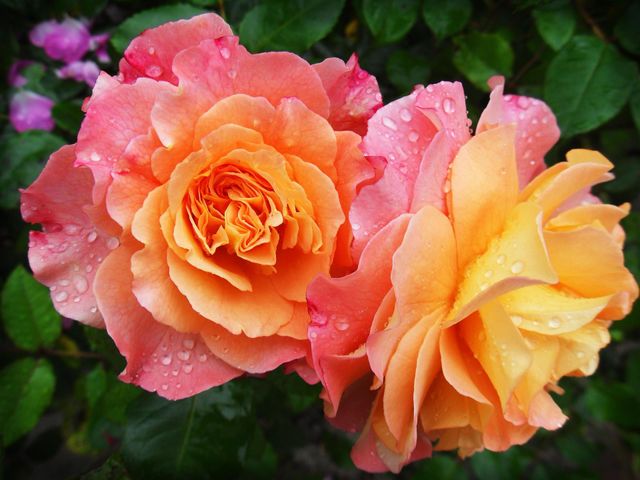 Beautiful multicoloured roses