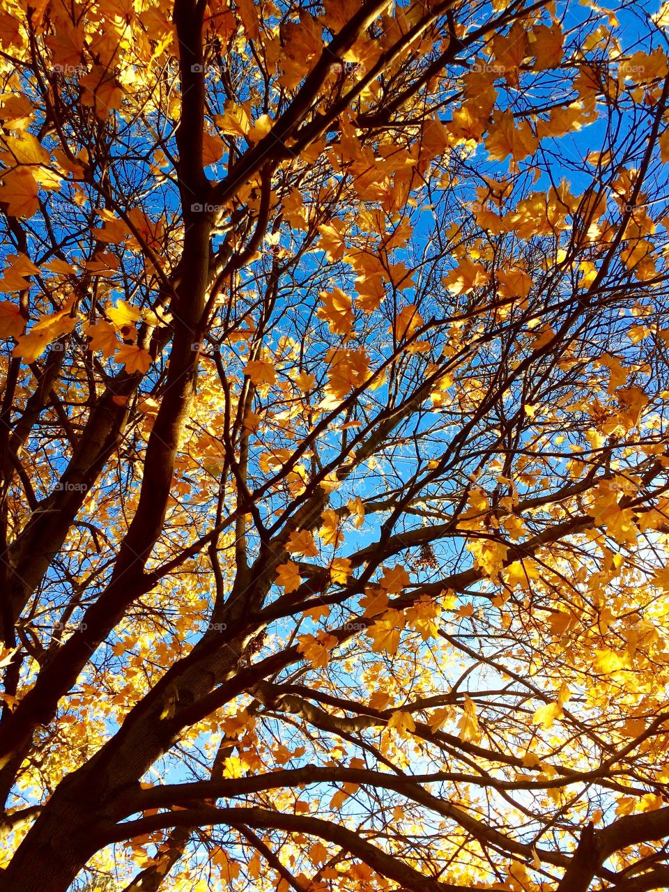 Low angle view of autumn trees