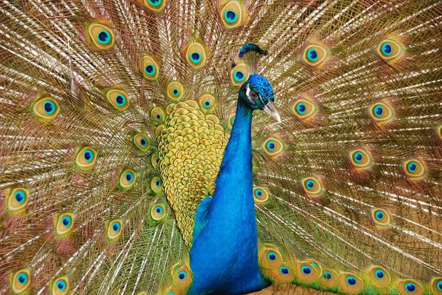 Peacock