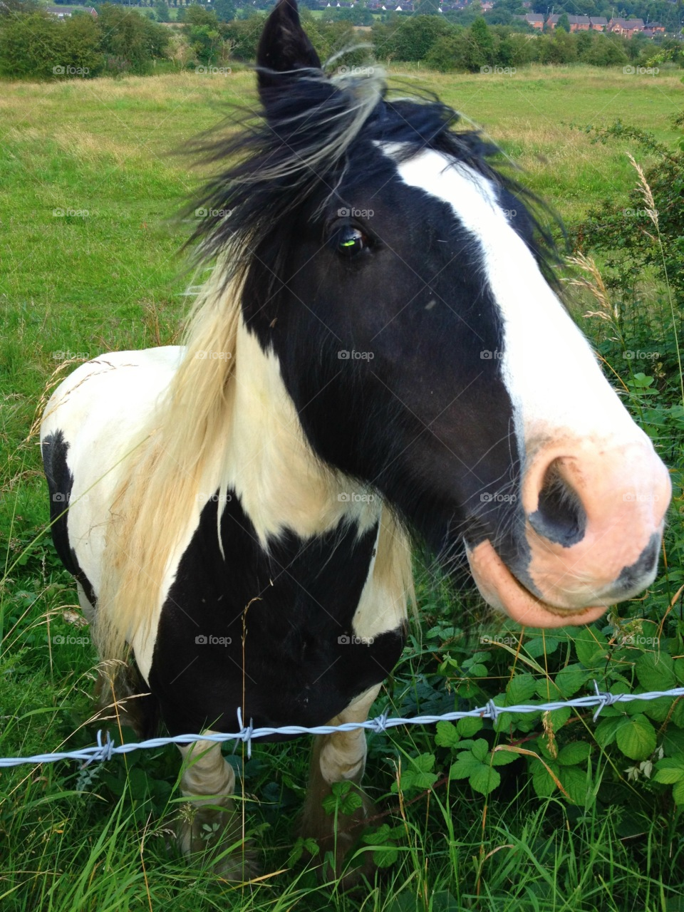 staffordshire. uk field grass eye by all_things_art