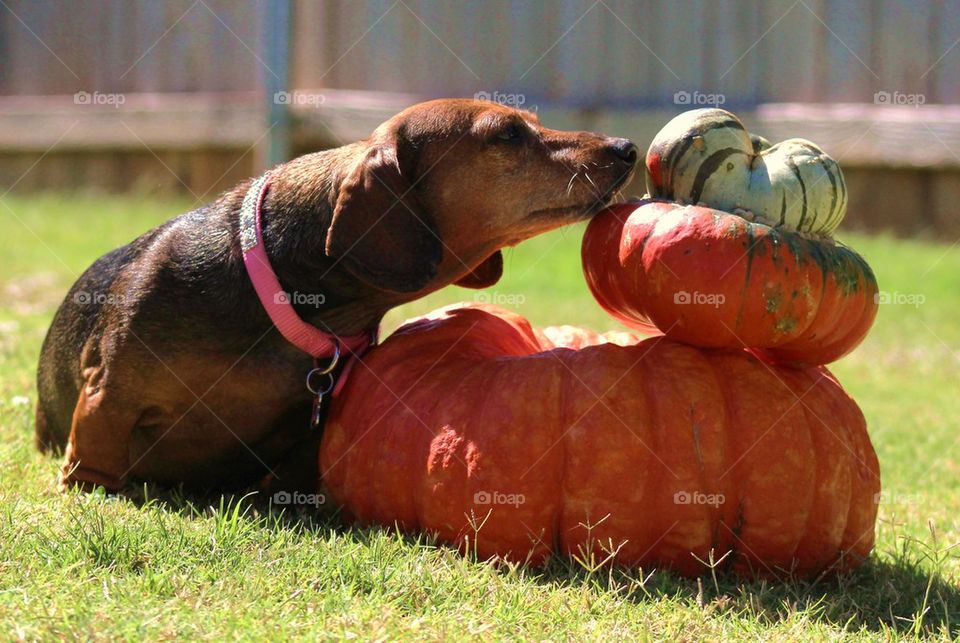 Pumpkin Sniffer