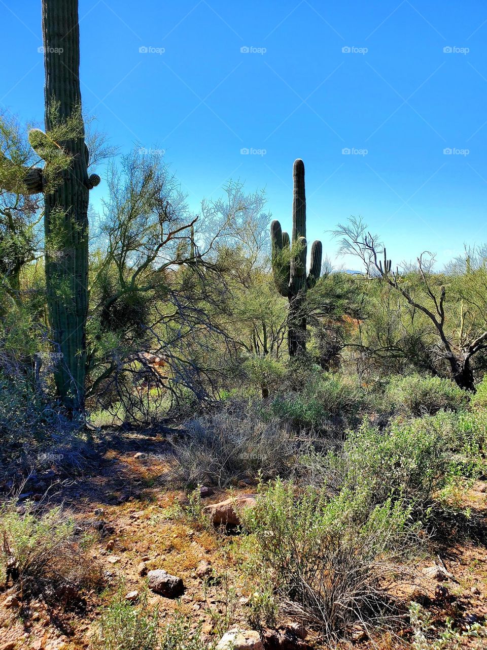 The Beauty of the Sonoran Desert