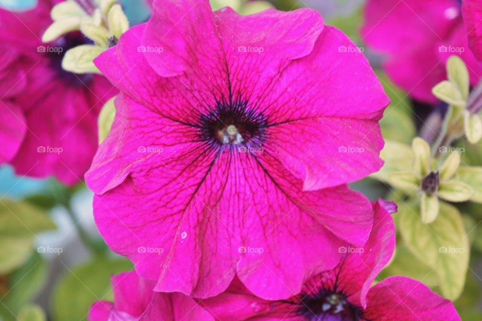 Garden flowers