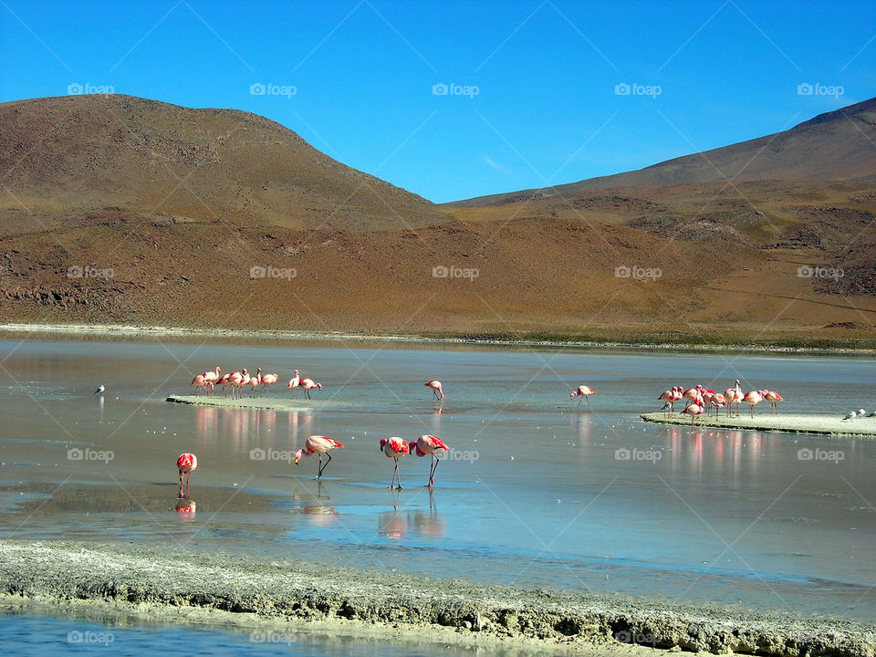 flamingos in the coloured  bolivian salares