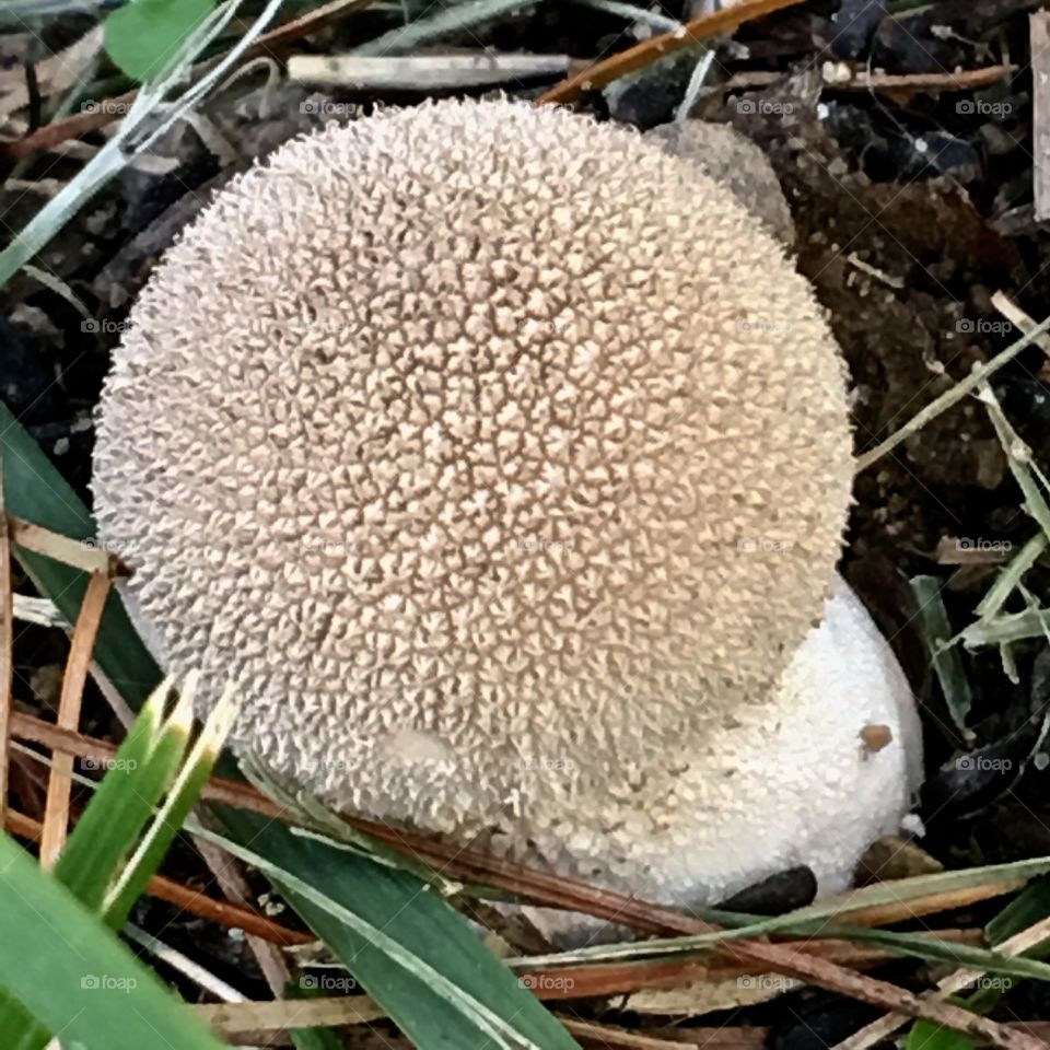 White round mushroom 🍄 growing near a tree base in backyard.