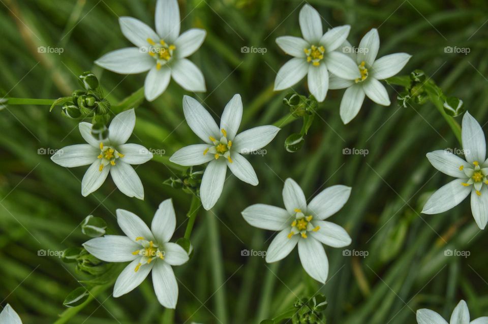 white flowers with six petals on a green background close photo