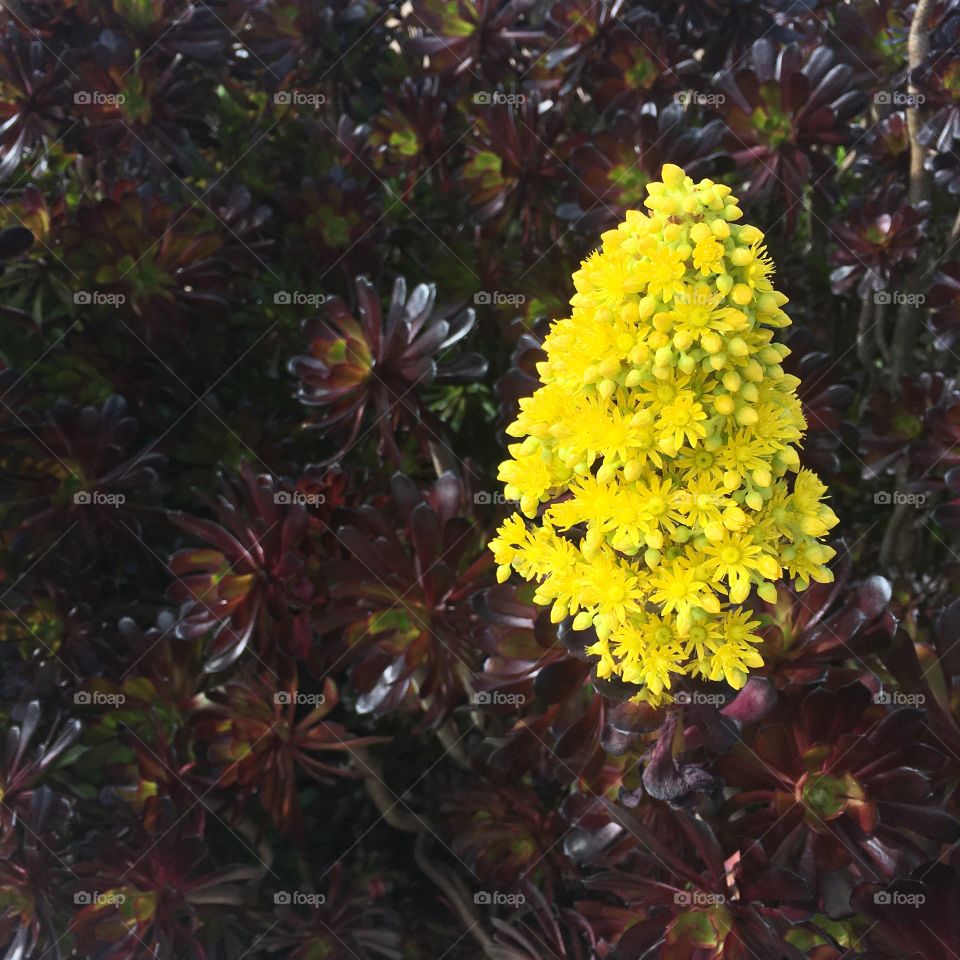 Aeonium in bloom 