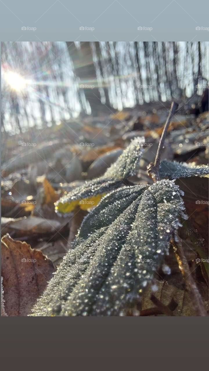 frosty morning