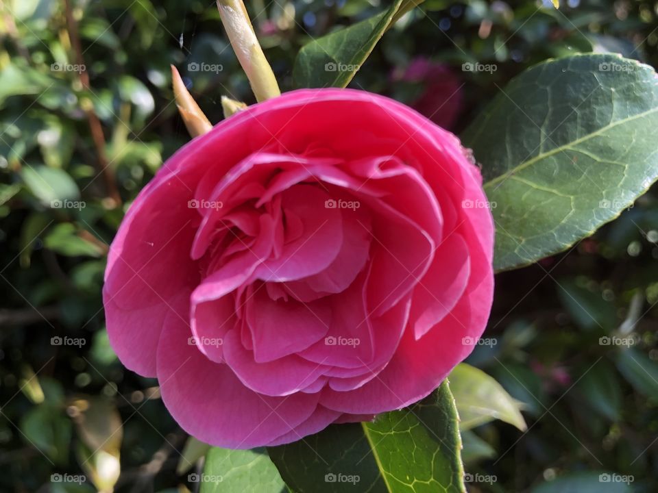 A most beautiful pink rose, l think it has a really lovely shade of pink.