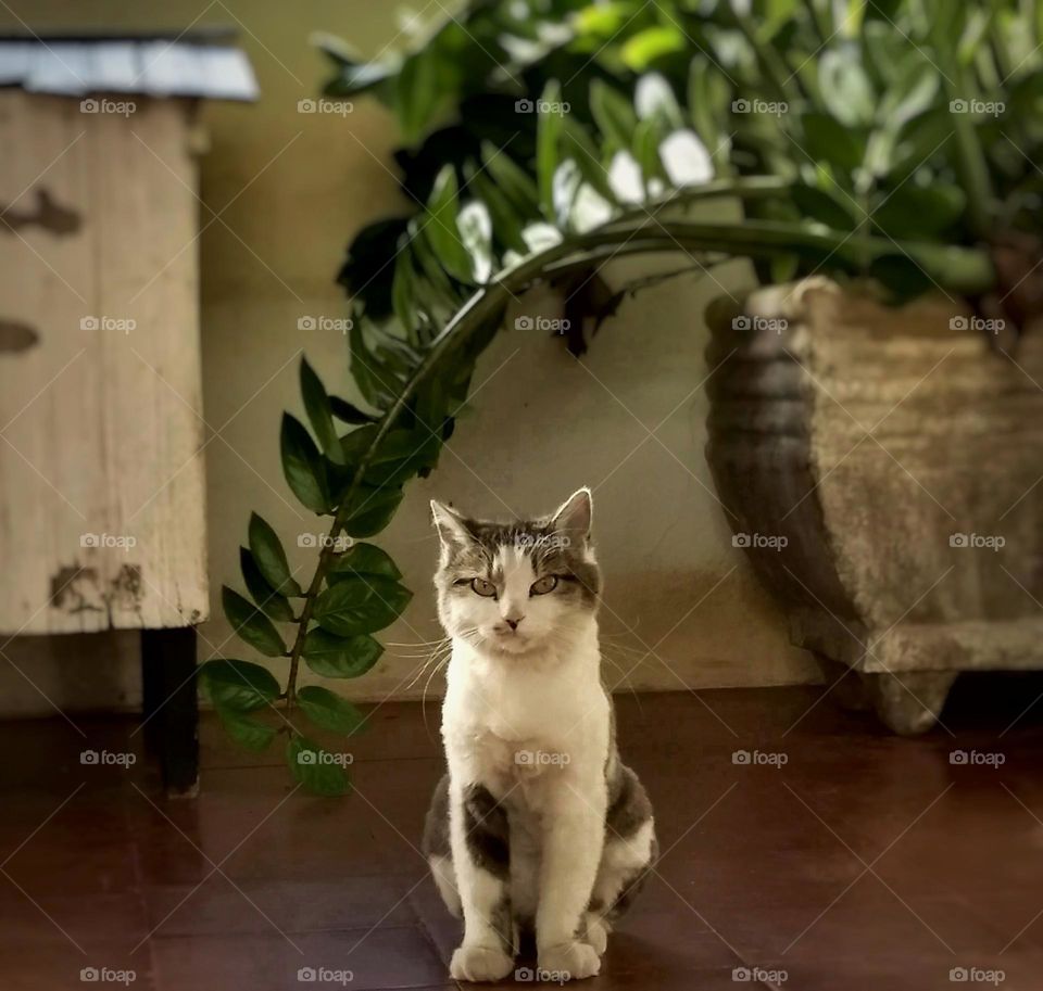 Observing carefully who is doing the click... A kitten with white and gray fur posing for a photo on the porch of her house.