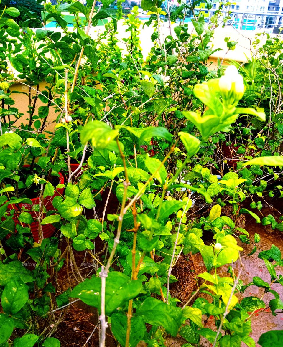 beautiful green plants in our garden picture