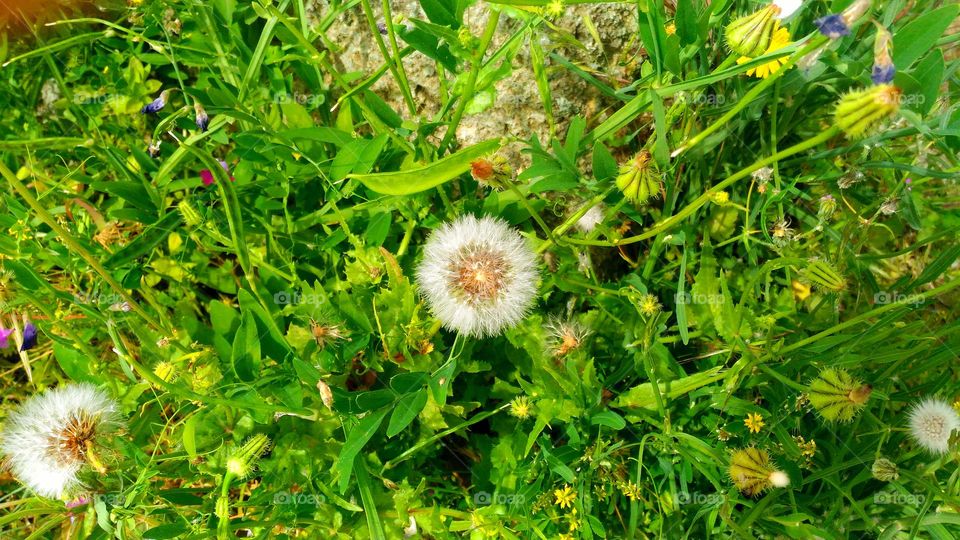 Taraxacum officinale or common dandelion in a lawn of the Italian island of Ischia