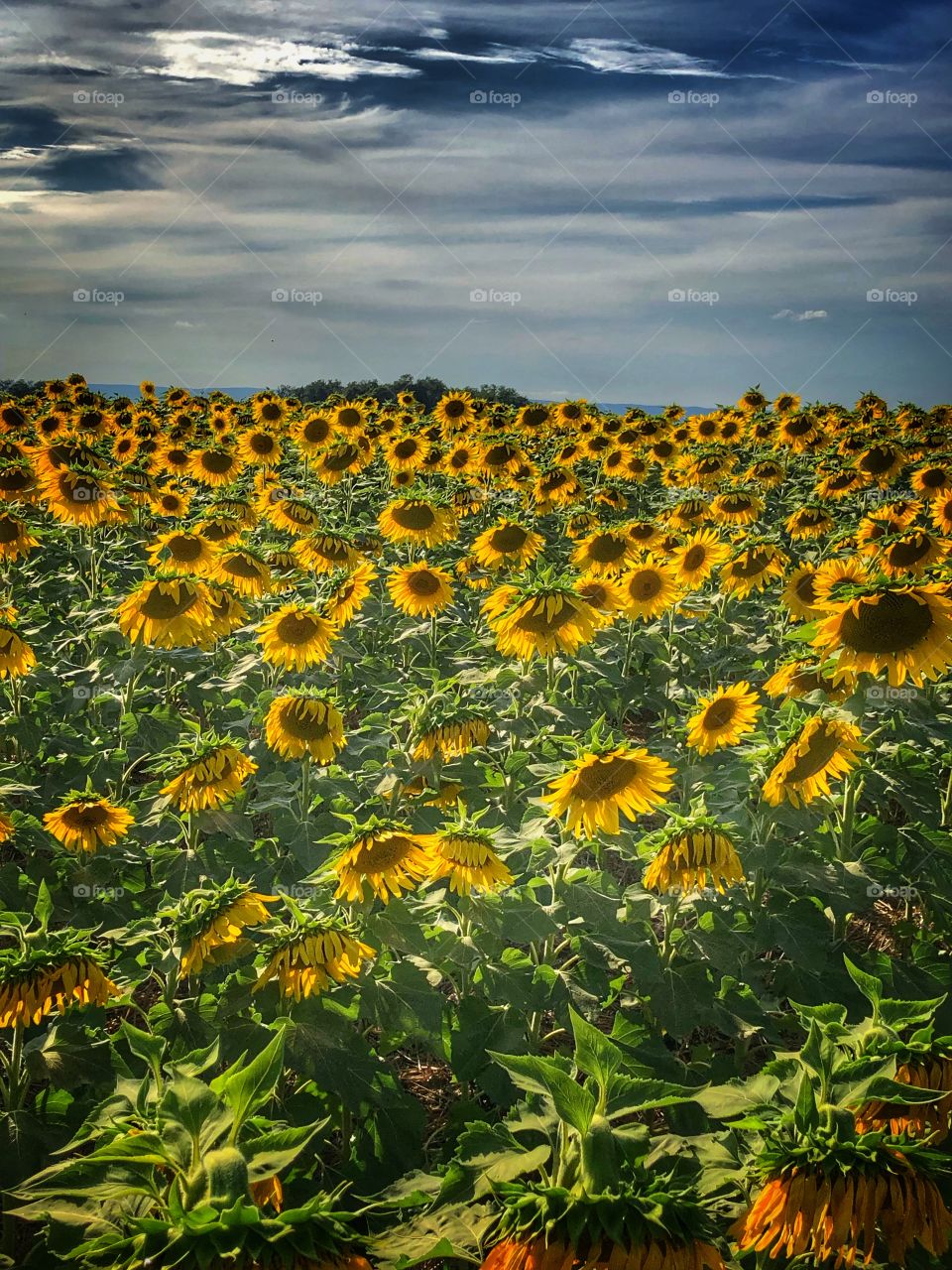 Sunflower farm field and sky in Chambersburg Pennsylvania 