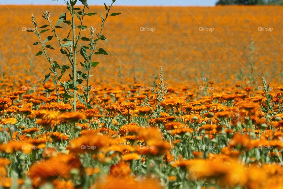 orange field