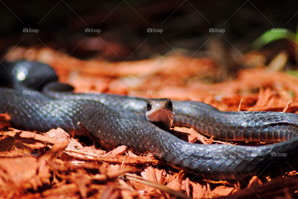 Black racer snake