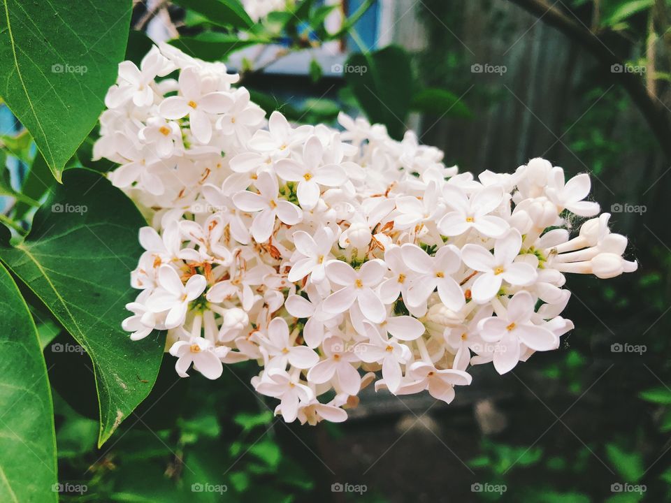 Spring flowers