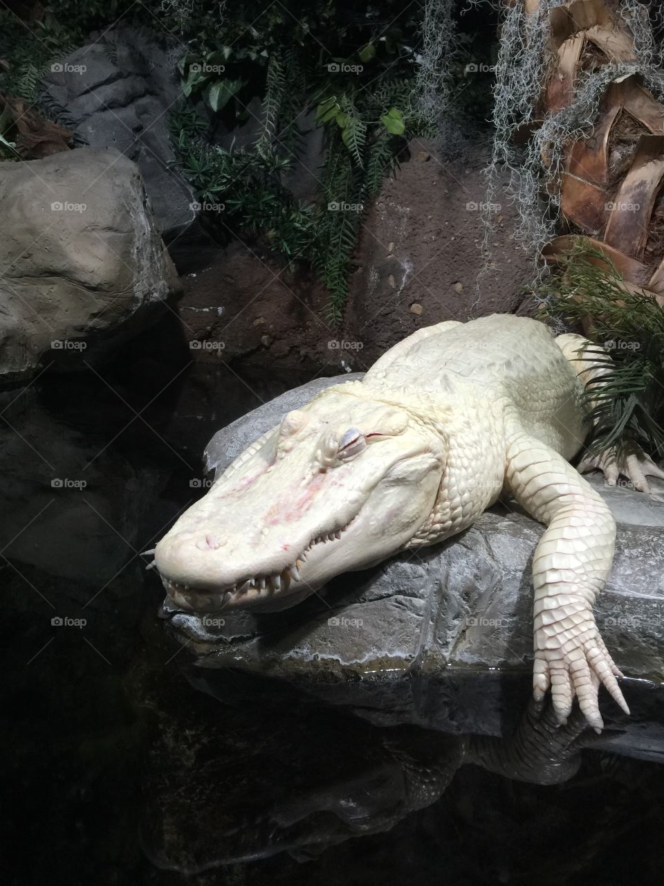 Albino Aligator