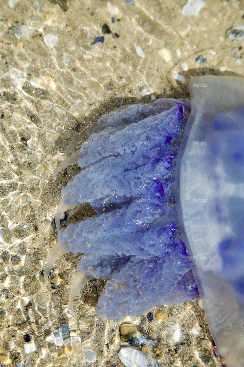 Медуза плывущая в прозрачной воде 