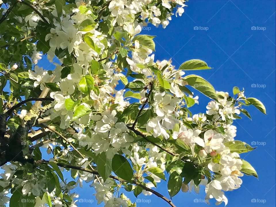 Flowerfruits in the city park under spring of the apple