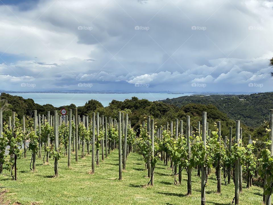 Batch Winery, Waiheke Island 