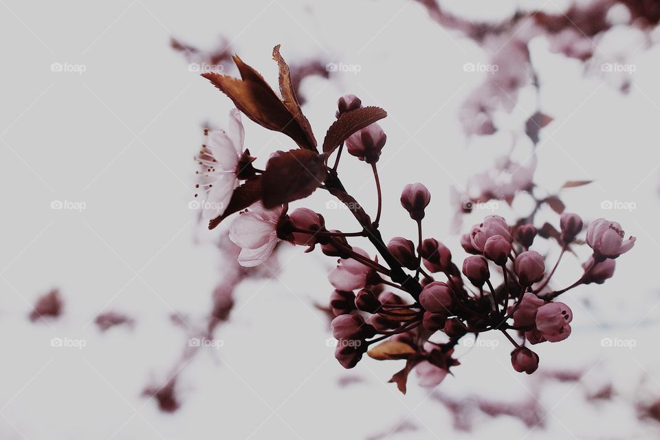 A Cherry Blossom Bud