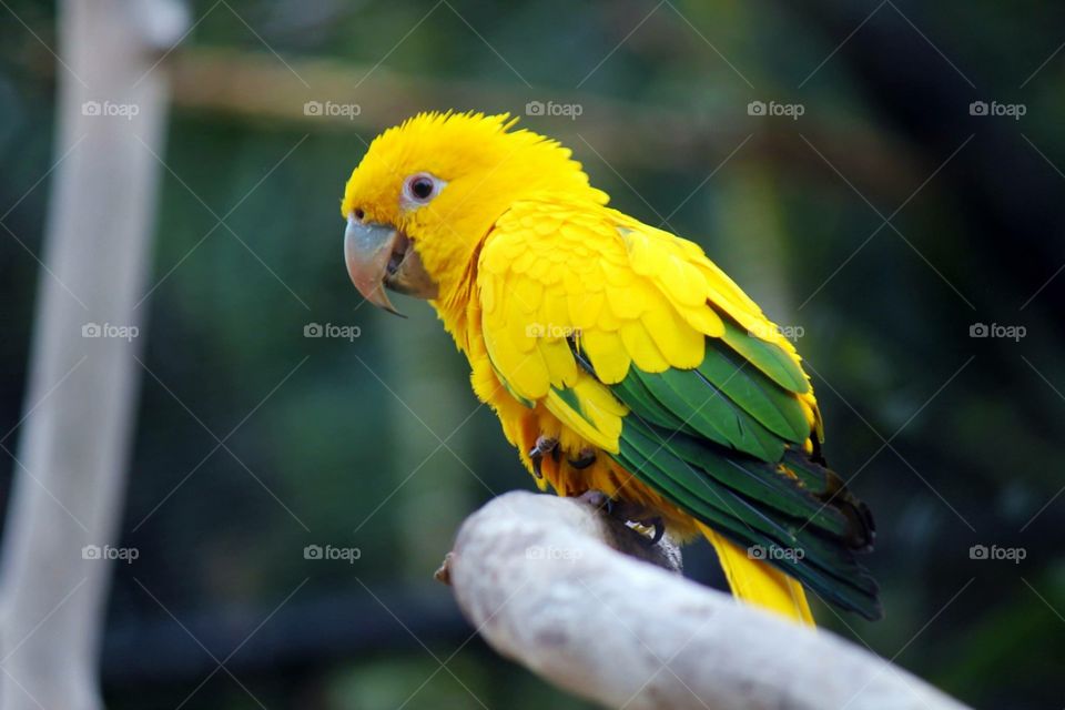 Papagei - Loro Parque Teneriffa