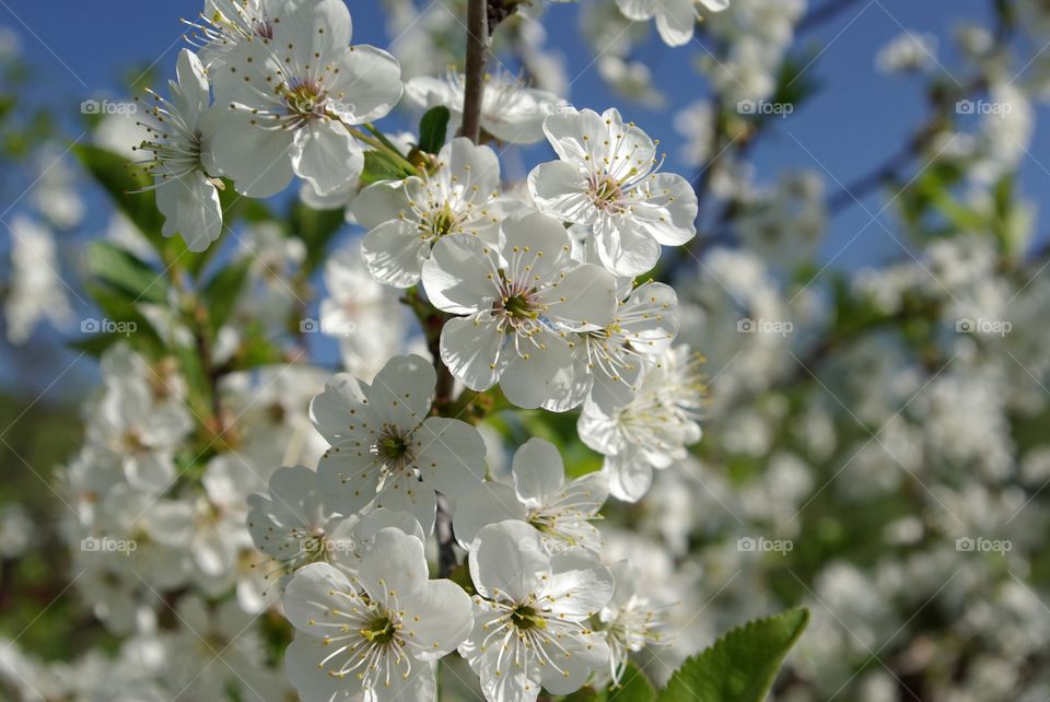 Cherry Blossom