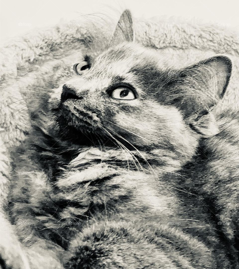 My beautiful kitten. I love this photo. It almost has a sketch like quality about it.