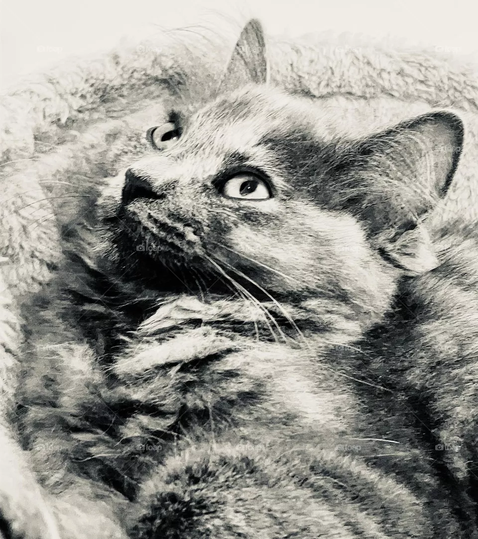 My beautiful kitten. I love this photo. It almost has a sketch like quality about it.