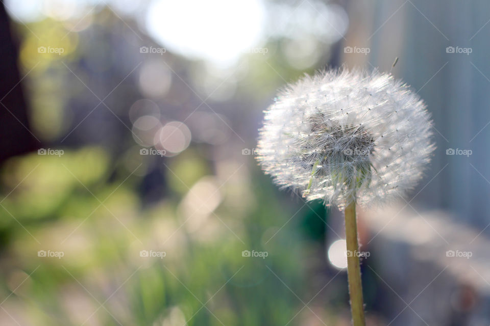 Dandelion, flower, vegetation, plants, meadow, meadow, village, sun, summer, heat, nature, landscape, still life, yellow, white, beautiful, furry,