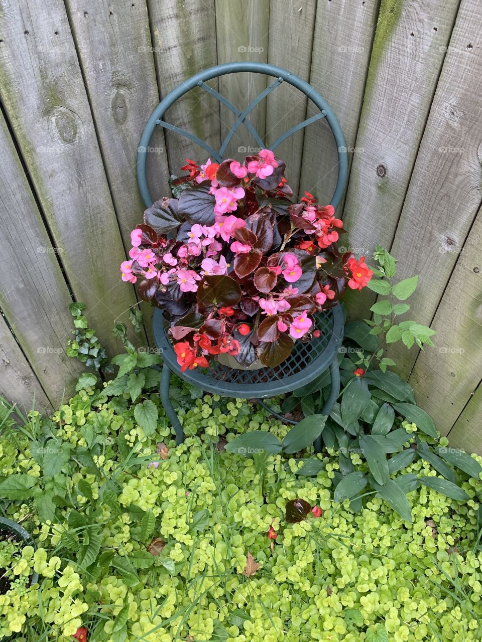 Red and pink begonias in wooden fence corner growing with creeping Jenny plant