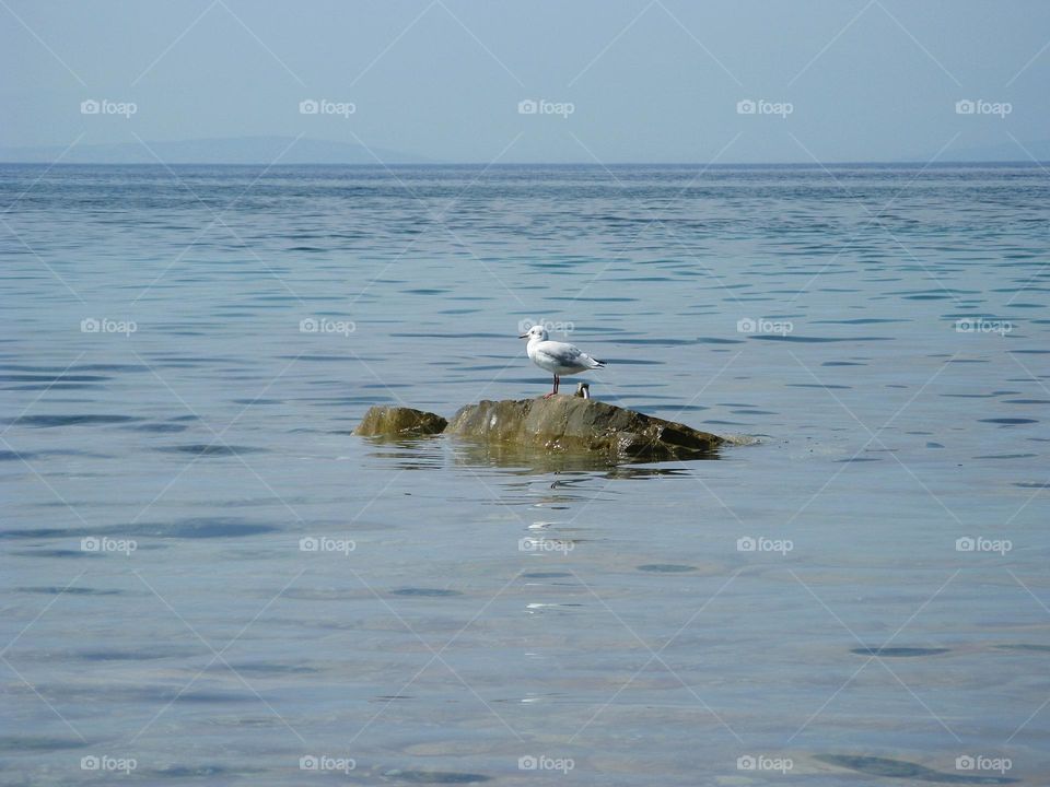 seagull on the rock
