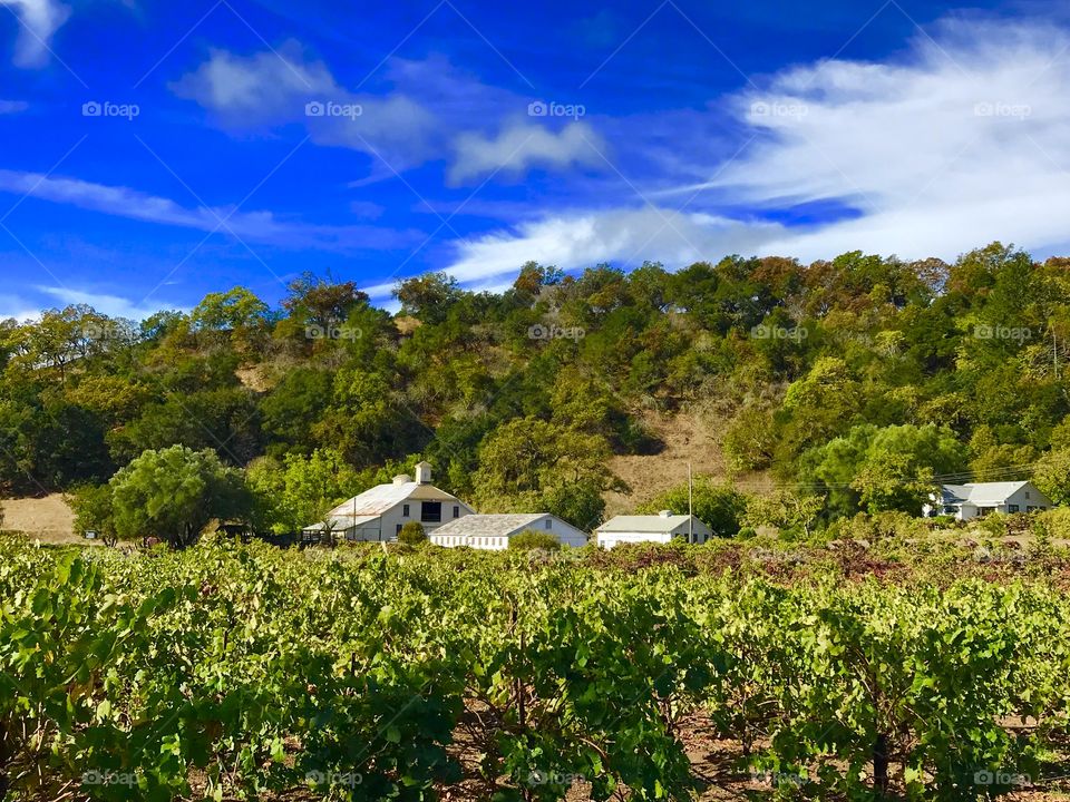 SONOMA HARVEST IV