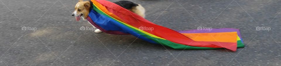 dog gay pride