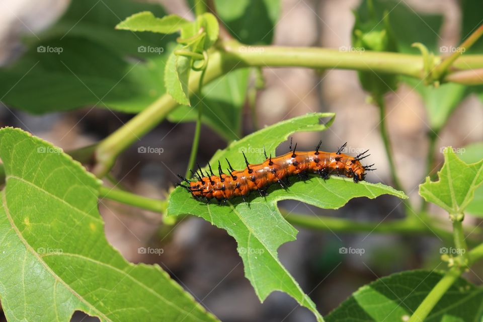Insect, Caterpillar, Nature, Butterfly, Leaf