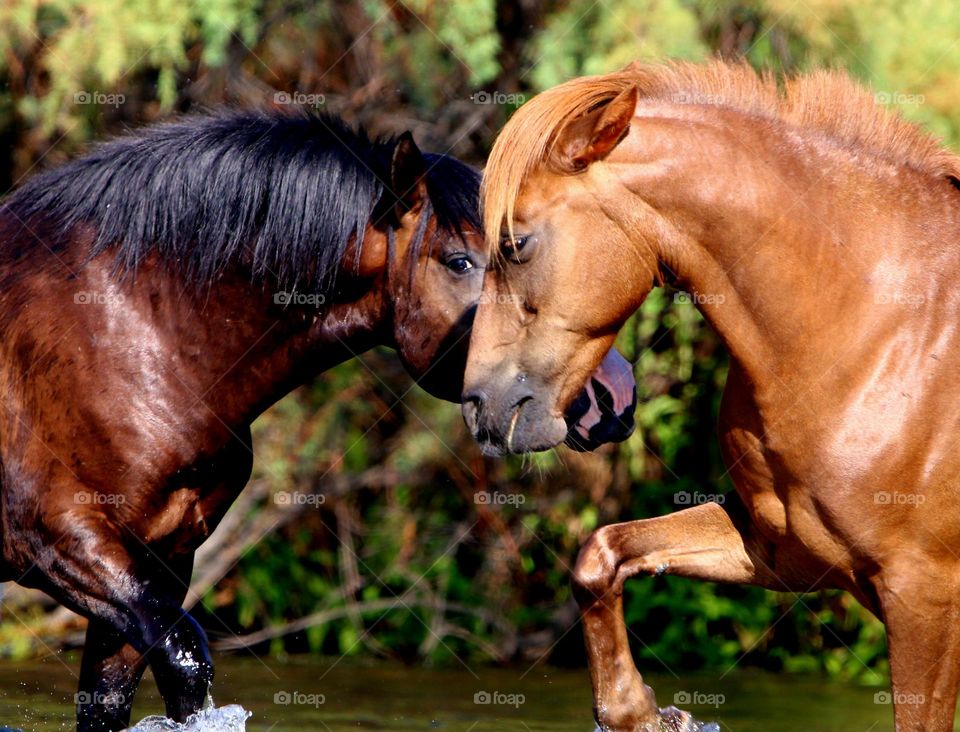 Wild Stallion Confrontation in River