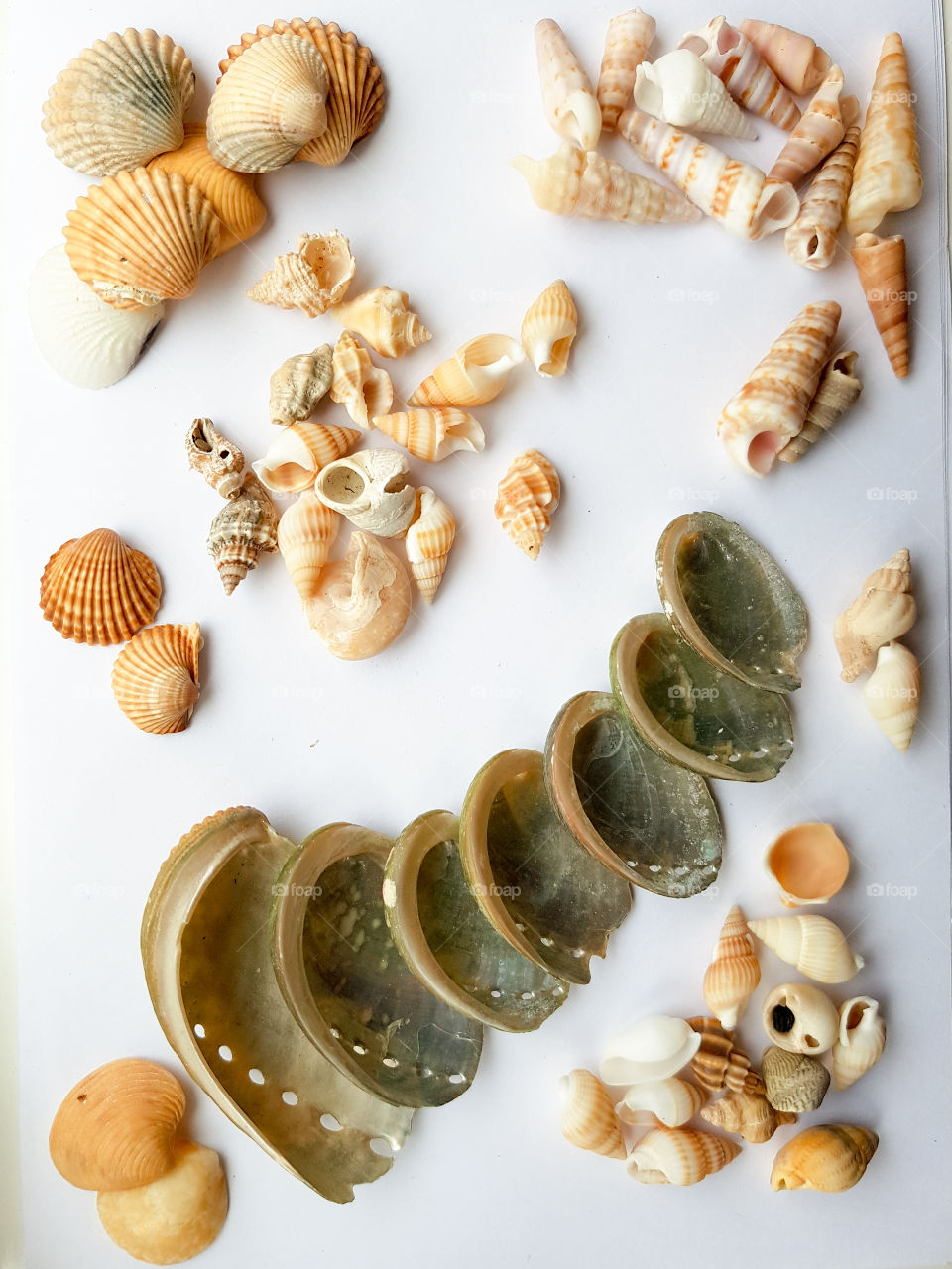 Collection of seaside shells