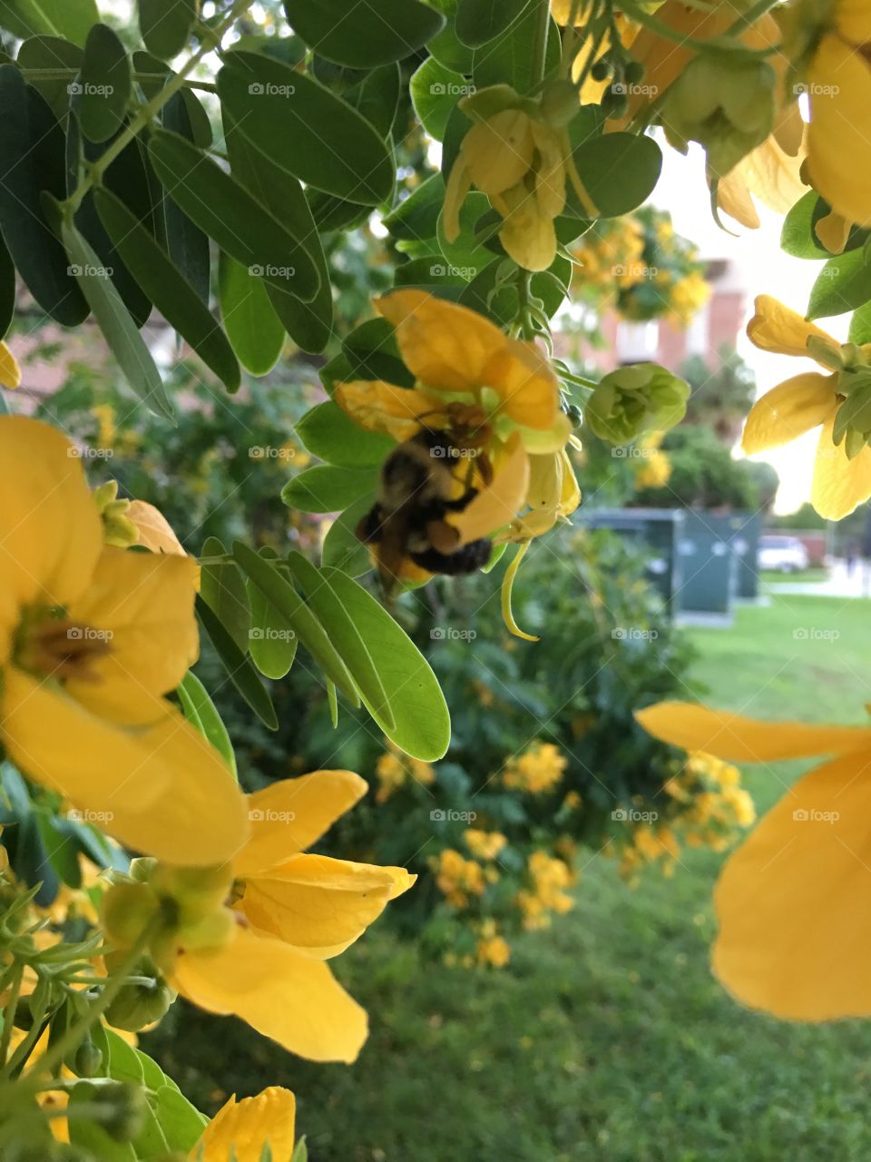 Do you run from bees? 